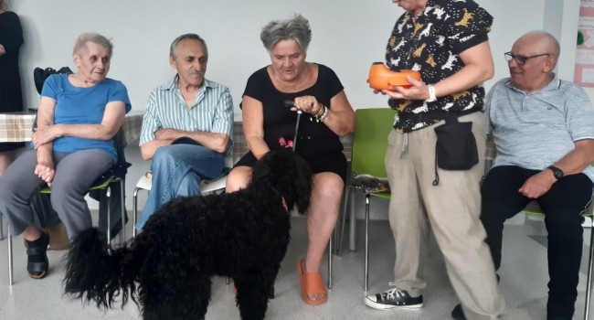 pies podchodzący do uczestników