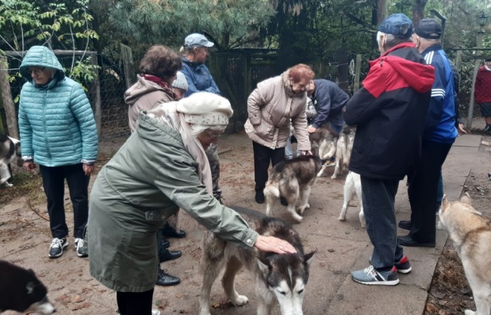 Seniorzy/uczestnicy projektu/osoby z niepełnosprawnościami podczas zajęć z psami husky